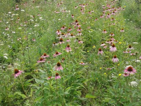 Gyógynövény Bibor kasvirág vetőmag, palánta Gyógynövény Bibor kasvirág vetőmag, palánta