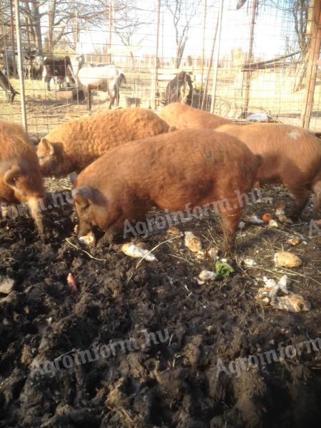 Vörös,  szőke,  fekete mangalica malacok,  süldők eladók,  Siófokról szállítással