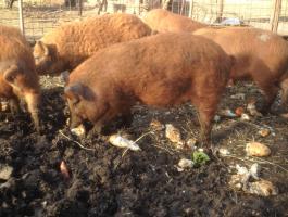 Vörös,  szőke,  mangalica malacok,  süldők eladók,  Siófokról szállítással