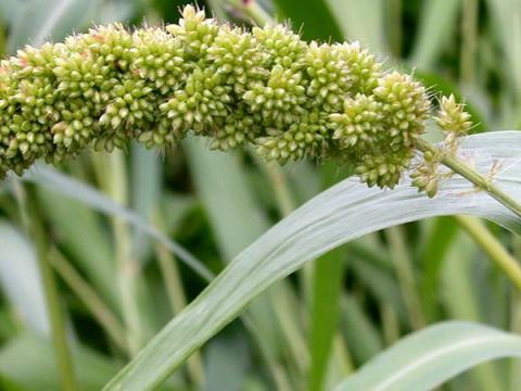 Mohar vetőmag házhozszállítással, személyes átvétellel