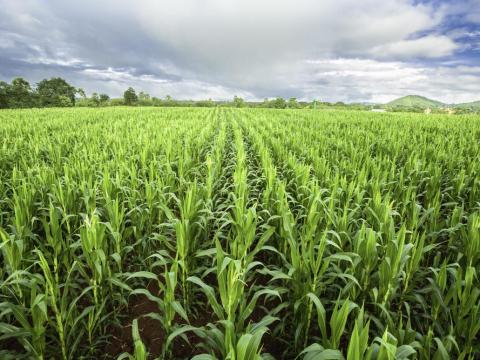 Állatgondozó és gépkezelő állás lakhatással pályakezdők jelentkezését is várjuk Állatgondozó és gépkezelő állás lakhatással pályakezdők jelentkezését is várjuk