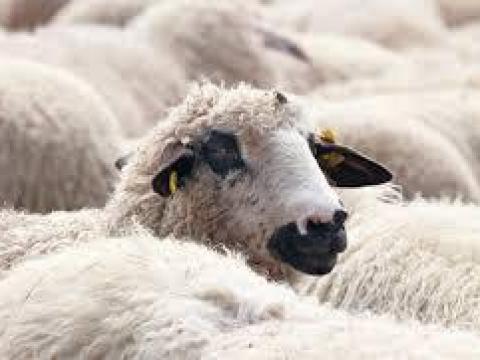 Ne kínozzák tovább juhaidat a legyek Ne kínozzák tovább juhaidat a legyek