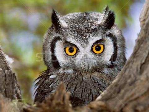 5500 m2 zártkerti ingatlan 5500 m2 zártkerti ingatlan