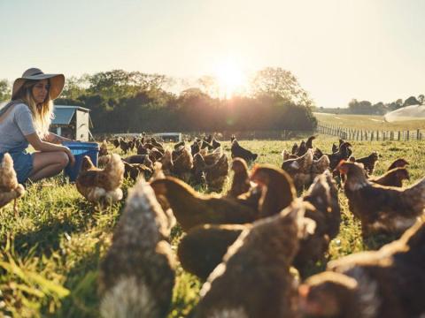 4 hetes holland állományú, előnevelt, háztáji tartású baromfi 4 hetes holland állományú, előnevelt, háztáji tartású baromfi