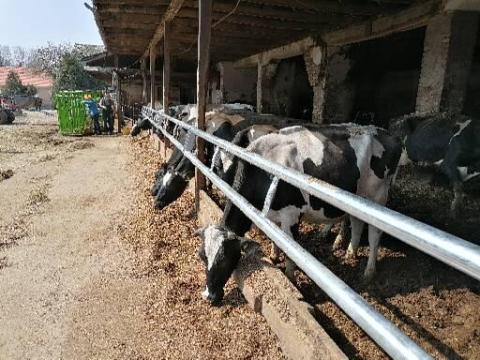 Szarvasmarha-martámasz és pihenőbox-rendszer Szarvasmarha-martámasz és pihenőbox-rendszer