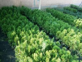 Tuják, ciprusok, tiszafa (Smaragd, Brabant, Leyland) konténerben eladók