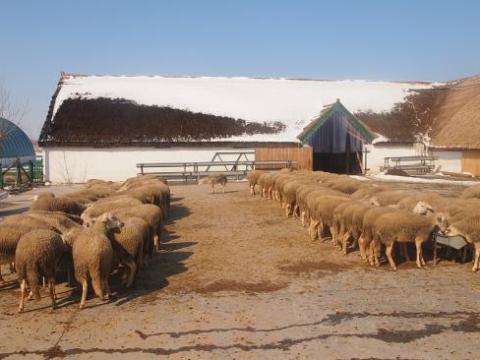 Javítsd fel az anyajuhaidat az ellés előtt, és segítsd őket a szoptatás első időszakában Javítsd fel az anyajuhaidat az ellés előtt, és segítsd őket a szoptatás első időszakában