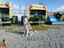 Krone Fortima 1250 MC a KC-BÉKÉS KFT.-nél