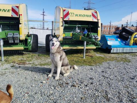 Krone Fortima 1250 MC a KC-BÉKÉS KFT.-nél Krone Fortima 1250 MC a KC-BÉKÉS KFT.-nél