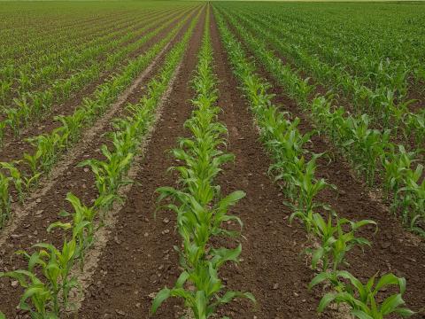 Szántóföldet keresek Szántóföldet keresek