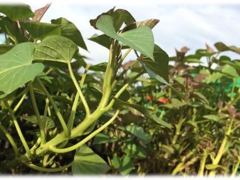 Batáta palánta rendelhető Batáta palánta rendelhető