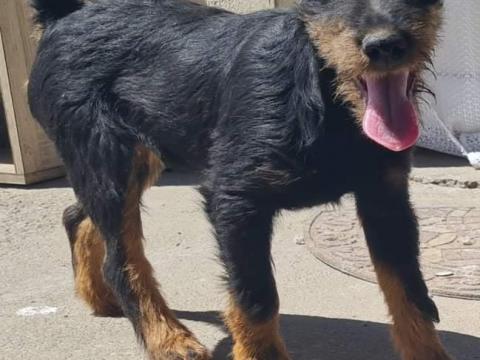 Jagd terrier jellegű kiskutyàk gazdát keresnek!Aktív rágcsáloirto szülőktől Jagd terrier jellegű kiskutyàk gazdát keresnek!Aktív rágcsáloirto szülőktől