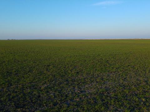 Szántóföldet bérelnék