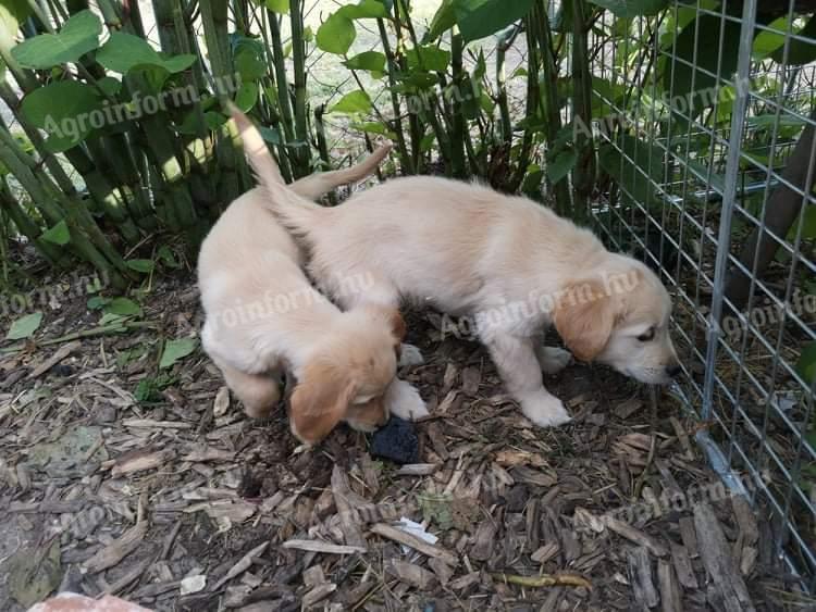 Golden retriever jellegű kölyök