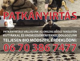 Patkányirtást vállalunk az ország egész területén kutyákkal és Vadászgörényekkel dolgozunk