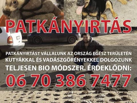 Patkányirtást vállalunk az ország egész területén kutyákkal és Vadászgörényekkel dolgozunk Patkányirtást vállalunk az ország egész területén kutyákkal és Vadászgörényekkel dolgozunk