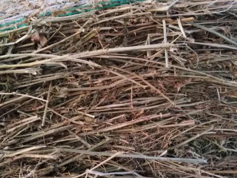 Lucerna, szèna és búza szalma eladó Lucerna, szèna és búza szalma eladó