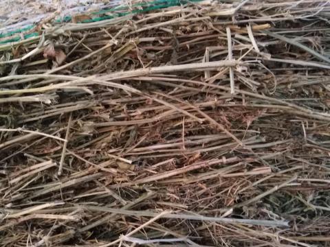 Lucerna, széna és búzaszalma eladó