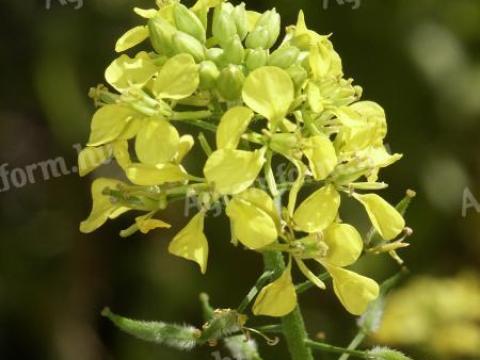 Zöldtrágya vetőmagkeverék (zöld rozs - mustár) költséghatékony megoldás! Kiváló ár/érték arány Zöldtrágya vetőmagkeverék (zöld rozs - mustár) költséghatékony megoldás! Kiváló ár/érték arány