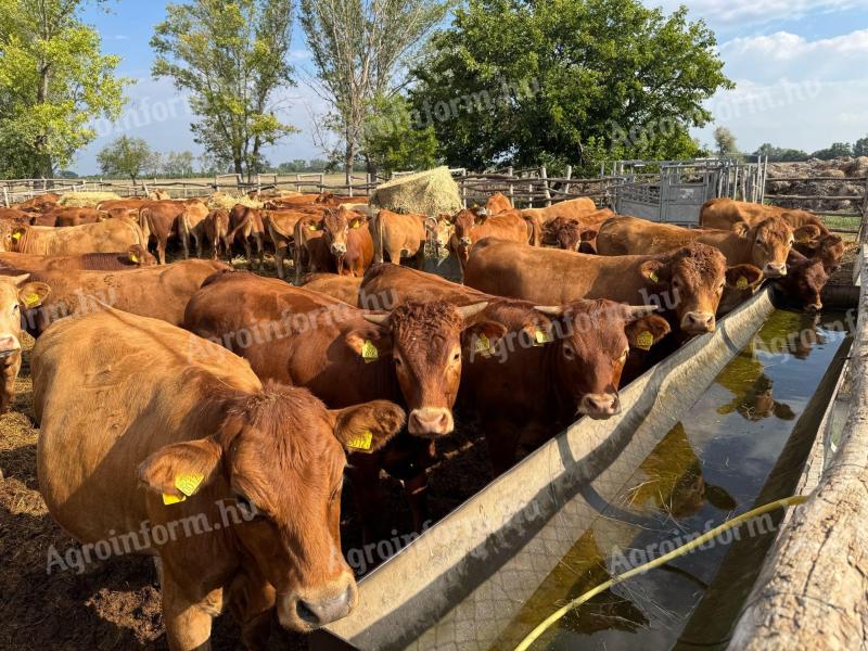 Limousin szarvasmarha növendék bikák és üszők egyben eladó – 105 db, ökológiai minősítéssel