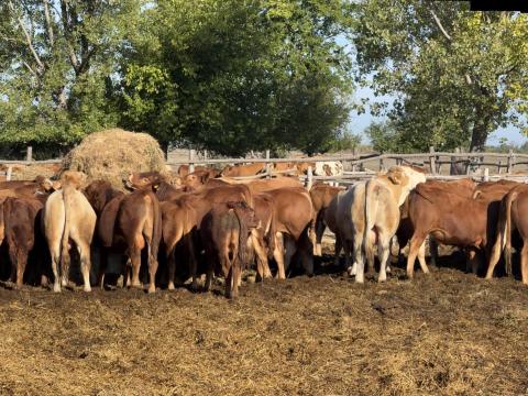 Limousin szarvasmarha növendék bikák és üszők eladók egyben – 110 db ökológiai minősítéssel