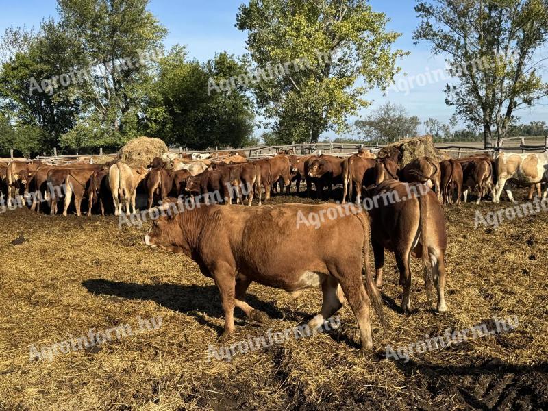 Limousin szarvasmarha növendék bikák és üszők eladók egyben – 110 db ökológiai minősítéssel