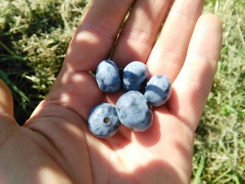 Áfonya eladó nagy tételben Áfonya eladó nagy tételben