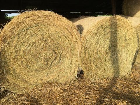 Széna eladó – friss, idei réti széna lovardáknak, rakodással Széna eladó – friss, idei réti széna lovardáknak, rakodással