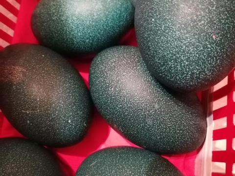 Emu tojás és  emu csibék 2026-os keltetésből