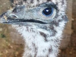 Emucsibe eladó,  emu csibék 2025-ös keltetésből