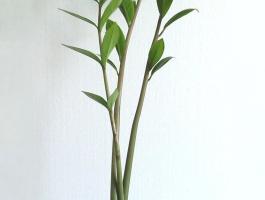 Zamioculcas zamiifolia -legénypálma