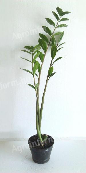 Zamioculcas zamiifolia -legénypálma