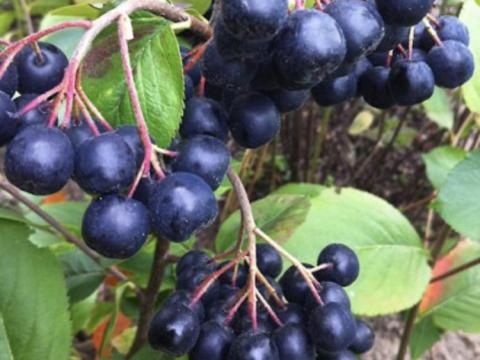 Fekete berkenye Fekete berkenye