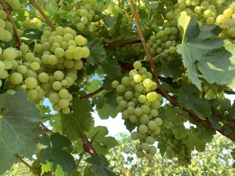 Irsai Olivér Irsai Olivér