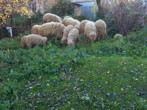 Racka juhok, kosok Racka juhok, kosok