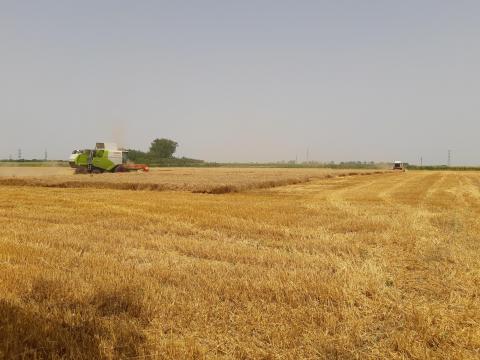 Szántóföldet,  termőföldet veszek Szántóföldet,  termőföldet veszek