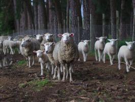 Próbálja ki a Harbro Feet and Fertility nyalótömbjét a juhok termékenyítéséhez
