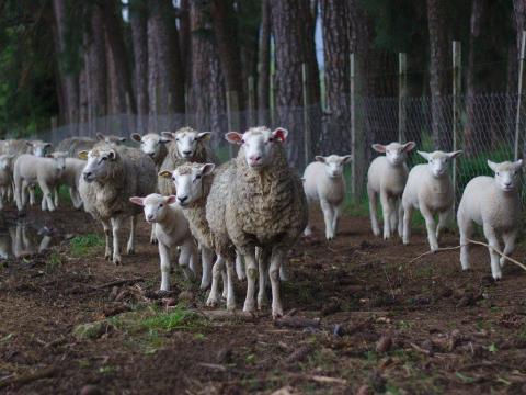 Próbálja ki a Harbro Feet and Fertility nyalótömbjét a juhok termékenyítéséhez Próbálja ki a Harbro Feet and Fertility nyalótömbjét a juhok termékenyítéséhez