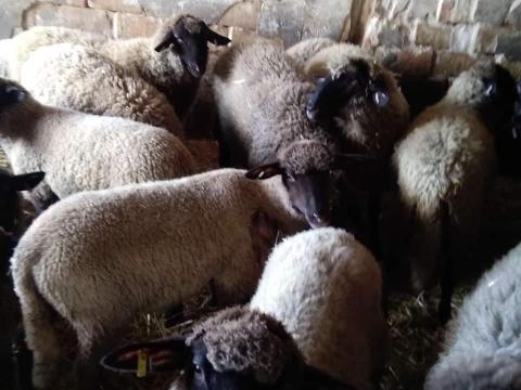 Jerke bárányok eladóak Jerke bárányok eladóak