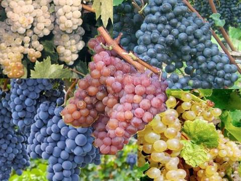 Szőlő eladó a Mátrai borvidéken Szőlő eladó a Mátrai borvidéken