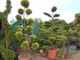 Törzses több gömbös pom-pom tuják több méretben