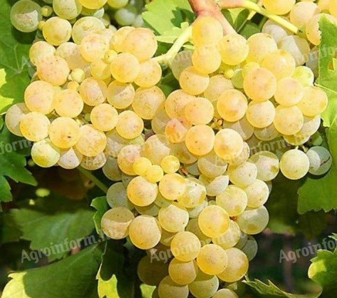 Mátraaljai Muscat ottonel szőlő eladó