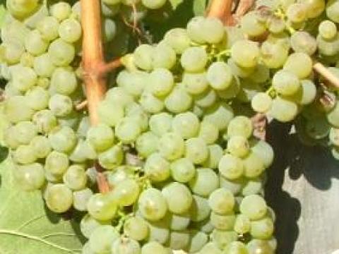 Mátraaljai Zenit szőlő eladó Mátraaljai Zenit szőlő eladó