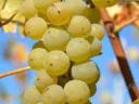 Mátraaljai borvidéken Chardonnay eladó