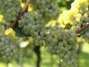 Mátraaljai borvidéken Chardonnay eladó