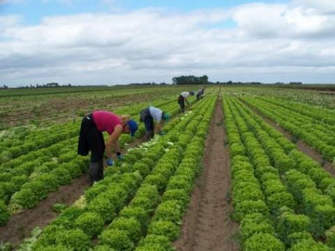 Mezőgazdasági munkát vállalok csapatommal – részletekért olvasd tovább Mezőgazdasági munkát vállalok csapatommal – részletekért olvasd tovább