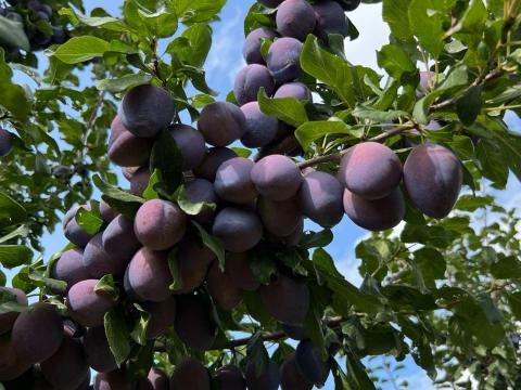 Szilva étkezésre,  cefrének,  lekvárnak eladó