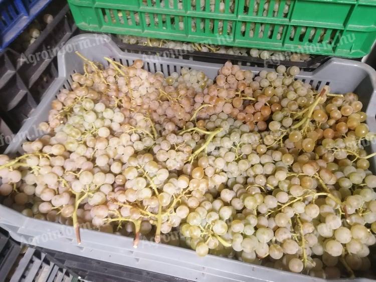 Pölöskei muskotály csemegeszőlő eladó Abasáron