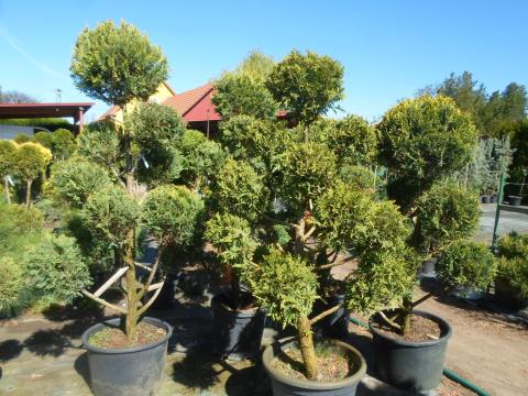 Csavart és törzses gömb formára nevelt örökzöldek több méretben már 6000 Ft-tól