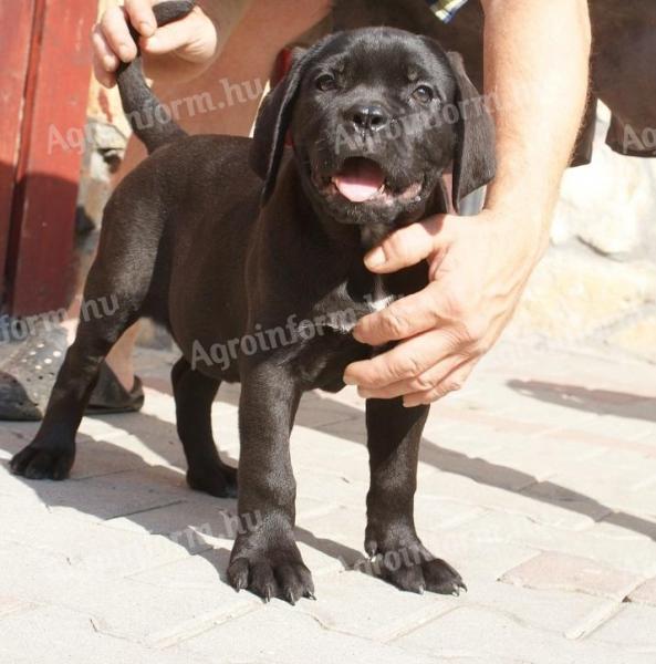 Cane Corso kiskutyák eladók